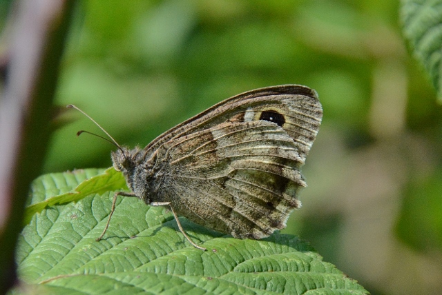 Due Hipparchia da identificare:   Hipparchia statilinus